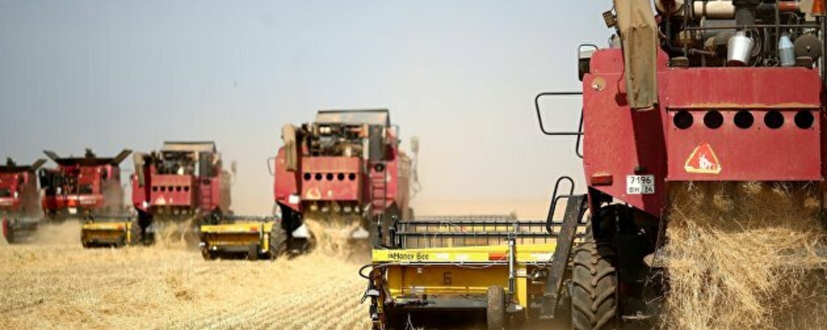 ИКАР снизил прогноз сбора пшеницы в РФ в 2023 г. до 84 млн тонн