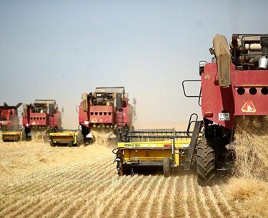 IKAR將俄羅斯2023年小麥收成預測下調至8400萬噸