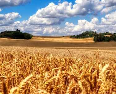 The total sown area in 2023 decreased to 81.2 million hectares - Rosstat. The Ministry of Agriculture, on the contrary, expected an increase