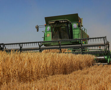 ЕС может увеличить импорт высококачественной пшеницы из Канады