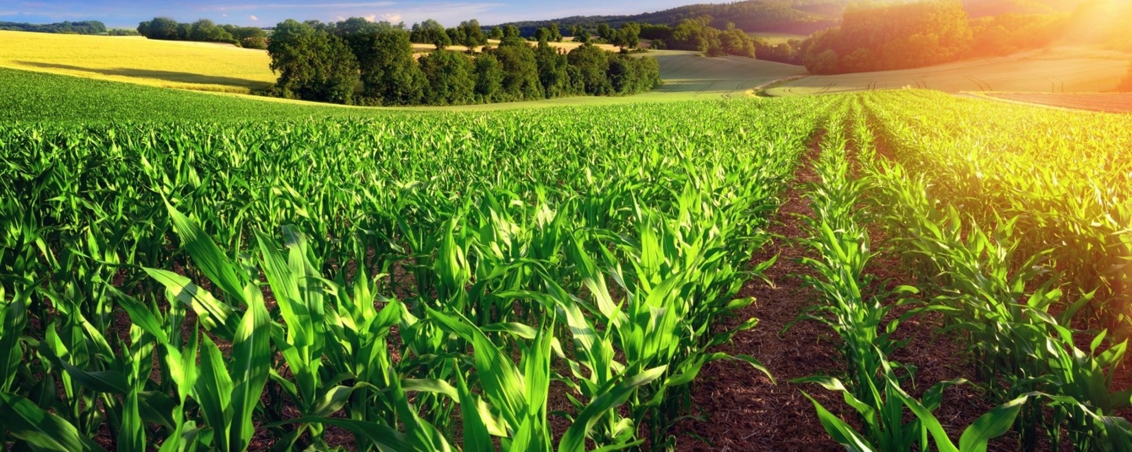 Рост фьючерсов пшеницы на международных биржах и забастовки фермеров во Франции