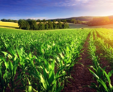 小麦期货在国际交易所和法国农民罢工中的增长
