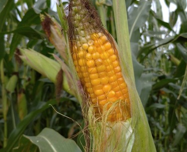 Иран закупил на тендере кукурузу