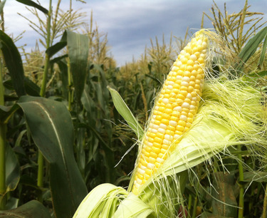 Пшеница продолжила снижение, соя и кукуруза выросли в пятницу