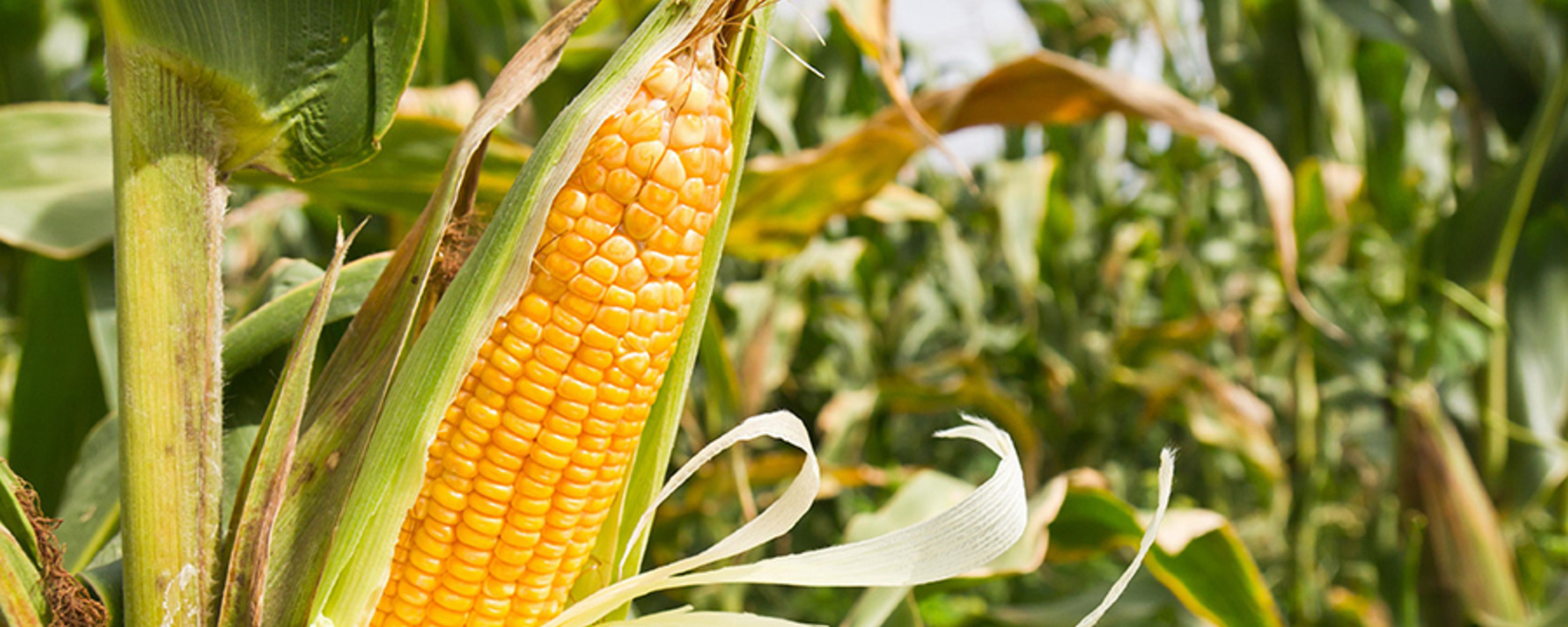 Фьючерсы кукурузы и сои выросли во вторник, пшеница смешанная в преддверии отчета USDA