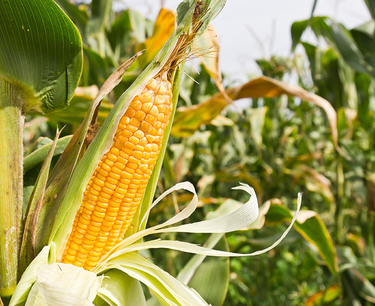 Фьючерсы кукурузы и сои выросли во вторник, пшеница смешанная в преддверии отчета USDA