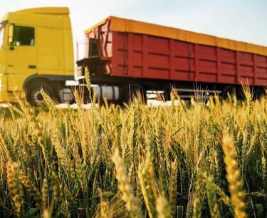 Запасы пшеницы в Казахстане на 3,2 млн тонн превышают прошлогодние