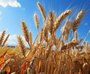 ЕС отменил эмбарго на украинское зерно. Соседи Украины все равно отказались его ввозить