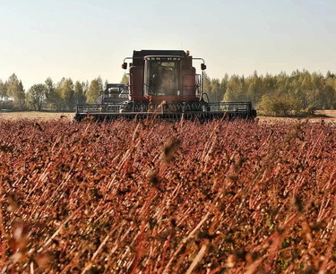 Buckwheat harvesting has started in the Trans-Baikal Territory