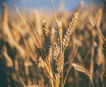 "Египет продолжит закупать российскую пшеницу несмотря на слухи о переходе к другим поставщикам"