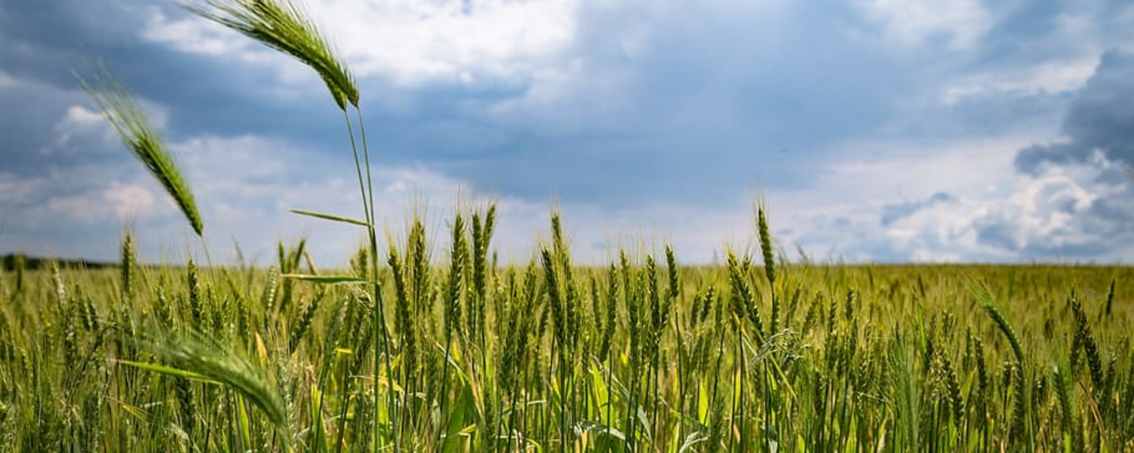 Мировые цены на пшеницу растут, кукуруза стабильна, рис снижается: обзор зернового рынка на 22.03.2024