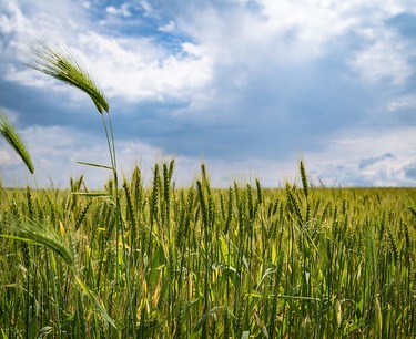 Мировые цены на пшеницу растут, кукуруза стабильна, рис снижается: обзор зернового рынка на 22.03.2024