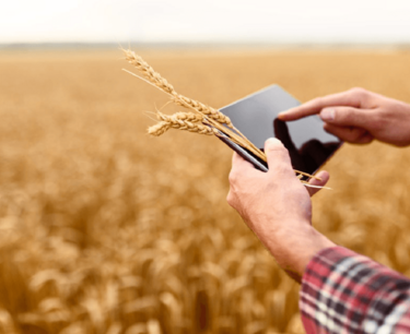 Потери сельхозпроизводителей РФ от экспортных пошлин на зерно превысили 1 трлн руб.
