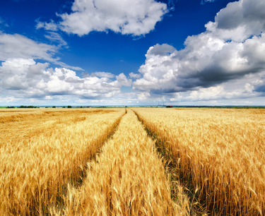 Президент АККОР призывает отменить экспортную пошлину на зерно для сохранения доходности сельского хозяйства