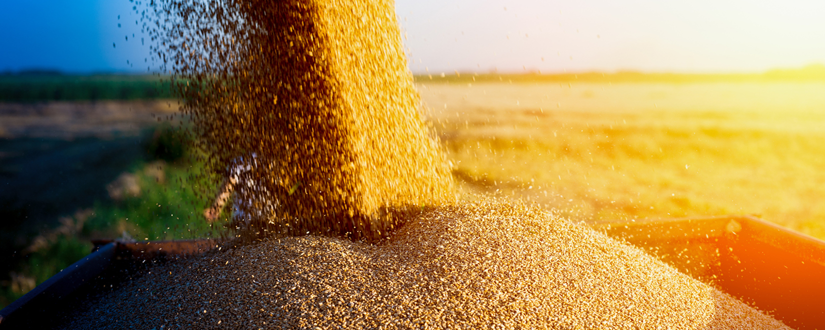 Повторения рекорда по сбору зерна в 2023 году ожидать не следует