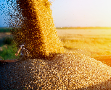 A repeat of the grain harvest record in 2023 should not be expected