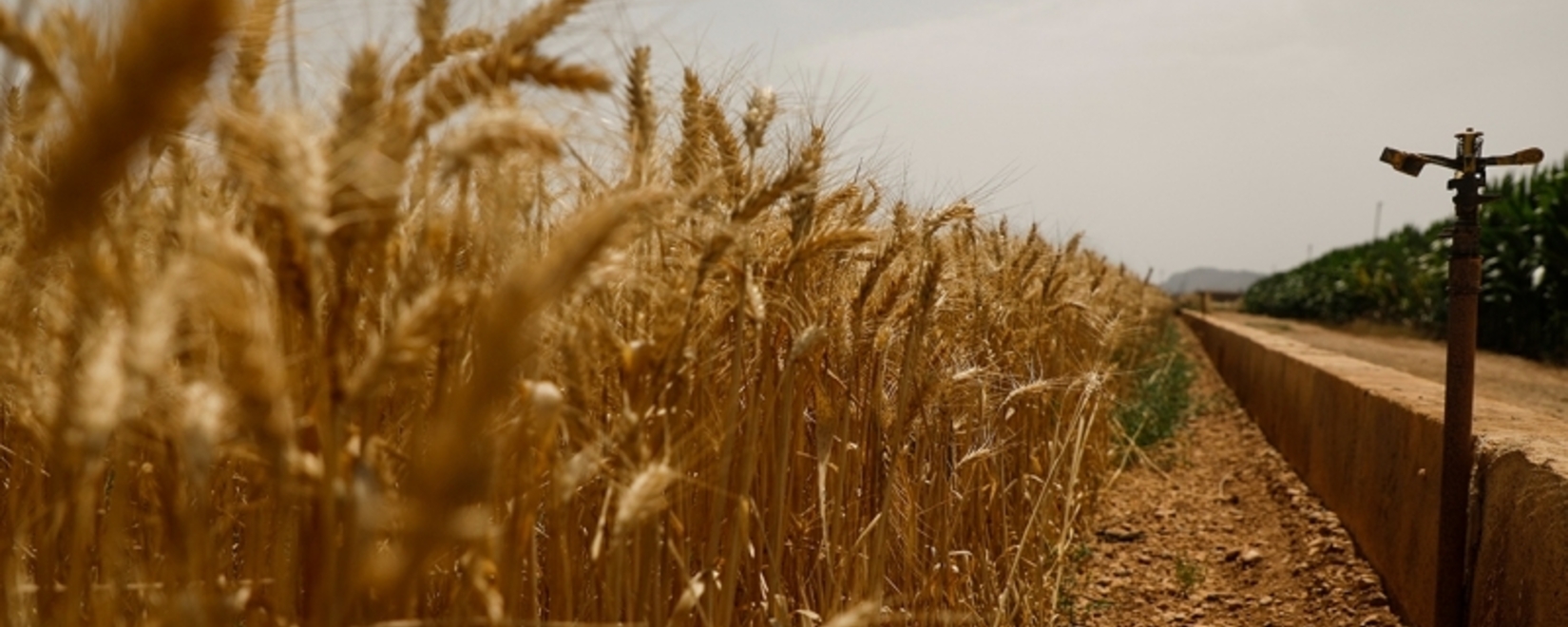 Наработан ряд альтернативных стратегий на случай прекращения работы «зернового коридора» – Минагрополитики