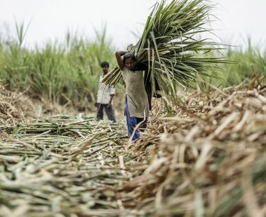 Цены на сахар растут на фоне снижения производства сахара в Индии