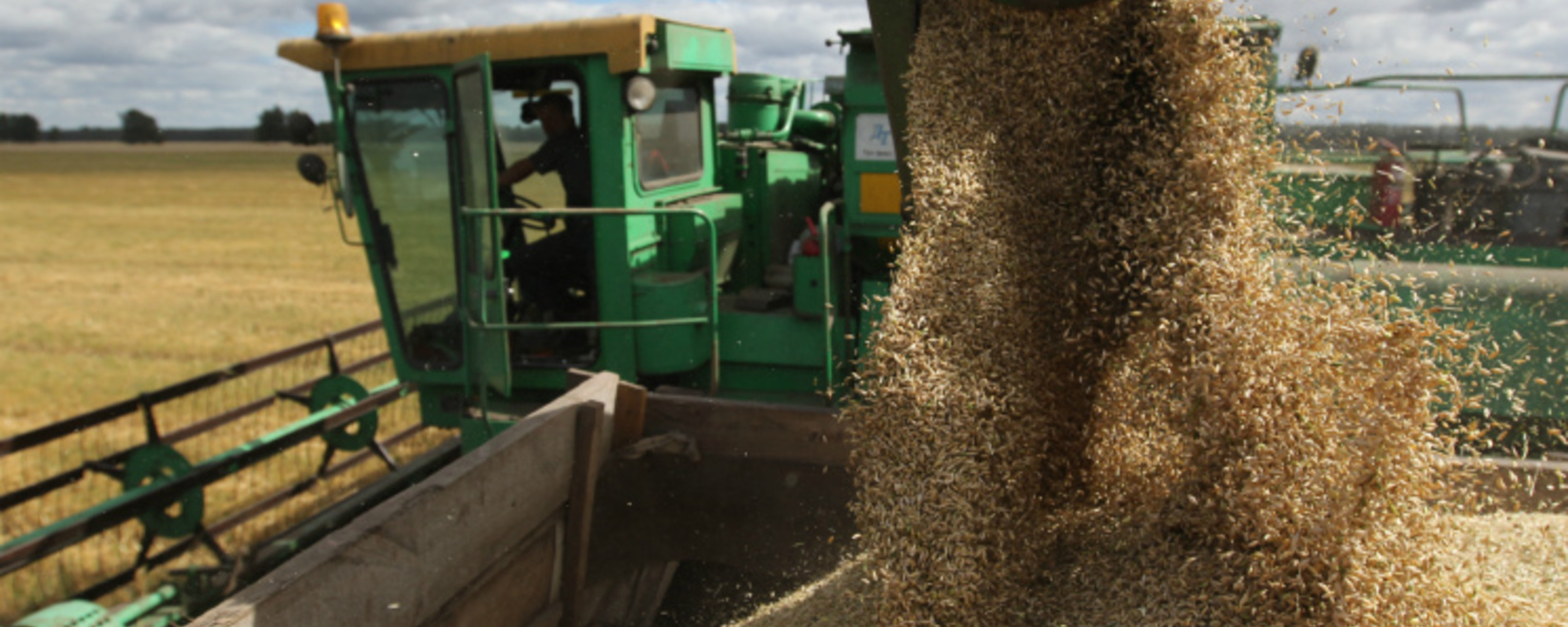 专家下调了2024/25年度欧盟小麦产量预测