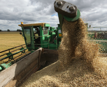 Эксперты снизили прогноз производства пшеницы в ЕС в 2024/25 МГ