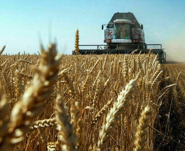 Урожайность зерна в России в 2023 году снизилась на 8,4%, до 30,8 ц/га