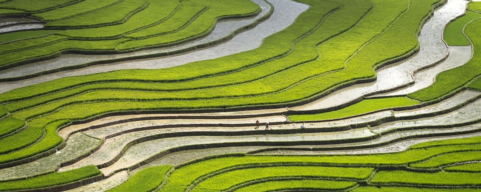 Китай и Индия активно внедряют метод прямого посева риса