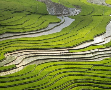 中国和印度正在积极引进水稻直播
