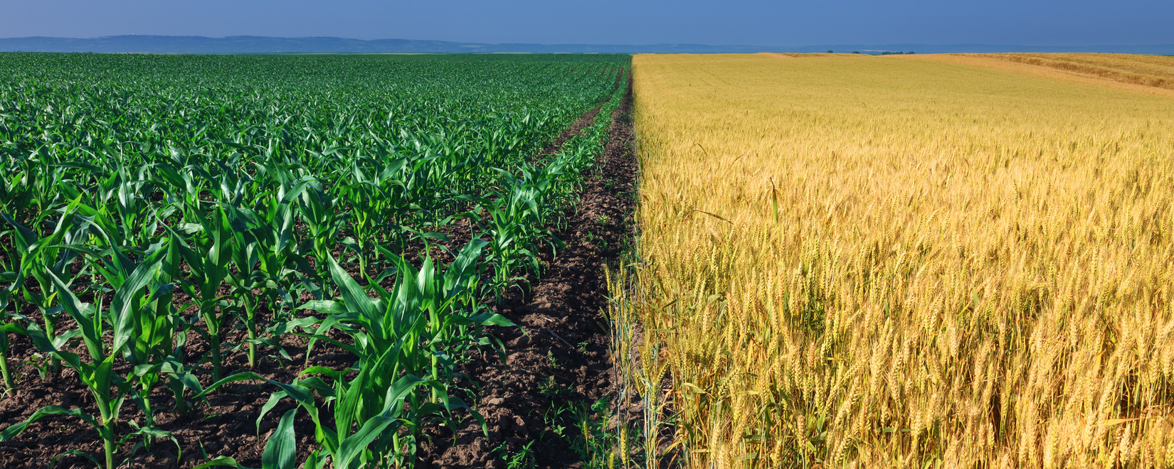 Пшеница подскочила на 8,5%, кукуруза и соя также выросли в среду