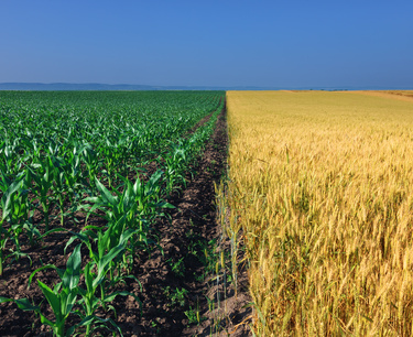 Пшеница подскочила на 8,5%, кукуруза и соя также выросли в среду