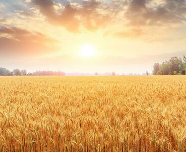 Purchase prices for wheat in Russia rose