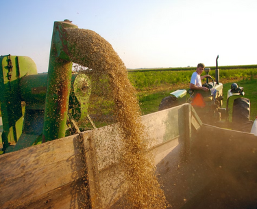 Падение цен на пшеницу в начале осени 2023 по принципу сообщающихся сосудов