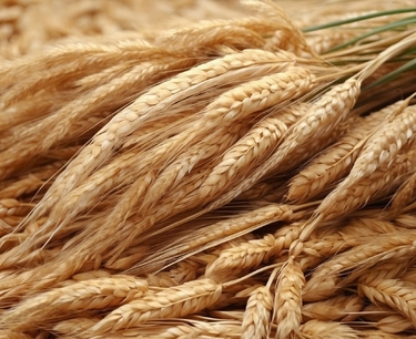 New harvest of Altai grain 2023: excellent quality that meets expectations
