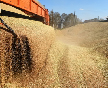 Правительство утвердило экспортную квоту на вывоз зерна