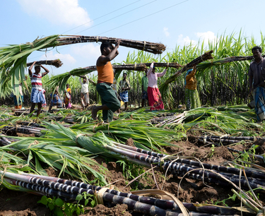 Индия планирует поднять минимальную цену на сахарный тростник на 8%