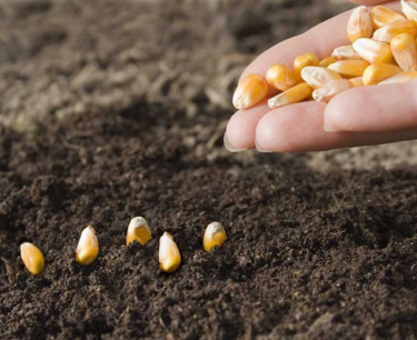 Снижение ставки НДС в России на семена подсолнечника и кукурузы для посева до 10%