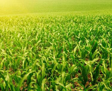 Экспортные пошлины на ячмень снизятся с 18 октября. Ставки пошлин на кукурузу и пшеницу — вырастут