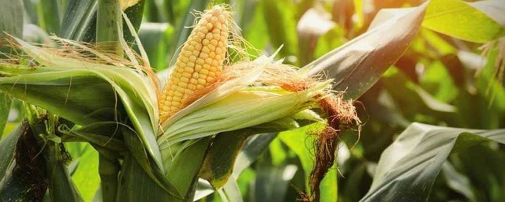 Тендер на закупку фуражной кукурузы и соевого шрота на март 2024 года Алжир