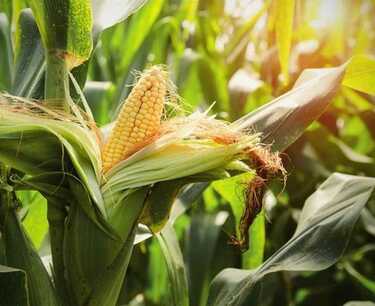 Тендер на закупку фуражной кукурузы и соевого шрота на март 2024 года Алжир