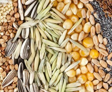 Пшеница и соя упали в среду, кукуруза достигла минимума за 2,5 года
