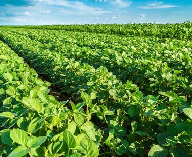 Soybean reserves in China decreased by 19%.