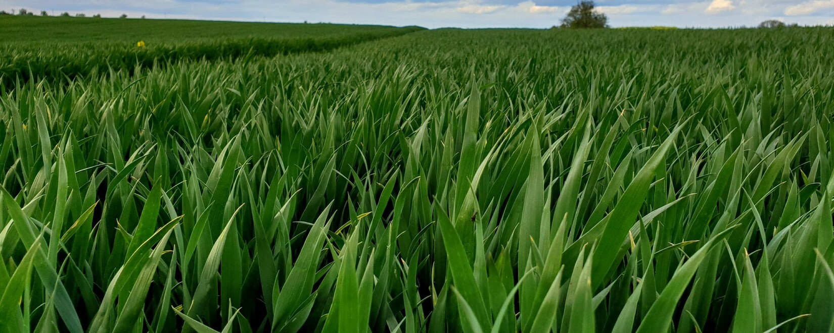 Мировой рынок зерна: фьючерсы на пшеницу выросли во вторник, на кукурузу и сою упали