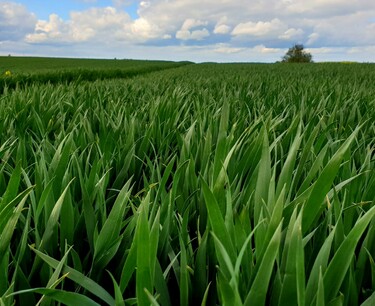 全球粮食市场：周二小麦期货上涨，玉米和大豆期货下跌