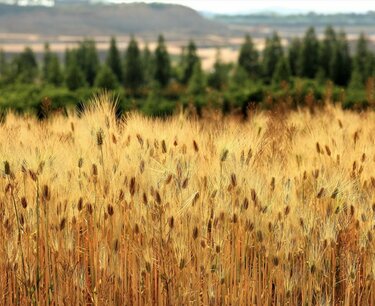 Ставки экспортных пошлин на пшеницу и кукурузу снижены. Пошлина на ячмень остается нулевой