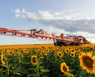 370 thousand tons of sunflower were threshed in Bashkortostan