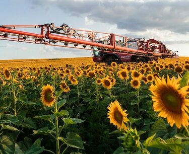 沃罗涅日地区农民收获了超过 100 万吨向日葵