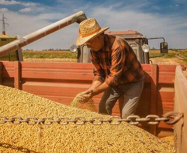 Experts predict record exports of Brazilian soybeans in 2022/23 MY