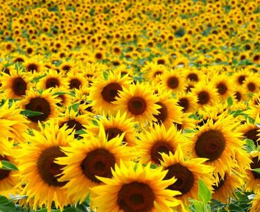 乌克兰新作物向日葵价格形成