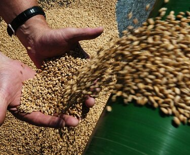 Минсельхоз РФ рассчитывает на рост цен на зерно в новом сезоне