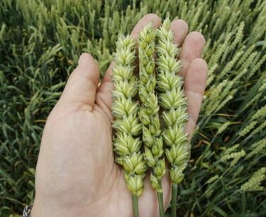 Аналитики USDA повысили прогноз мирового урожая пшеницы в текущем сезоне