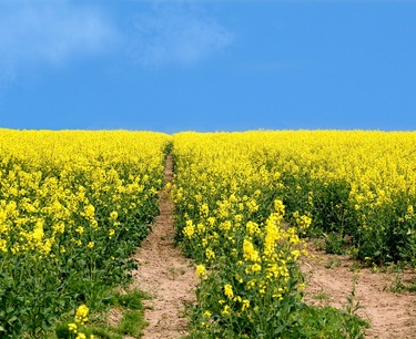The forecast for rapeseed production in Europe for the 2024/25 season is 18.4 million tons, a decrease of 1.4 million tons, while sunflower and soybean production is expected to increase.